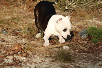 Pit bull terrier puppy