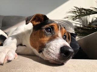 jack russell terrier