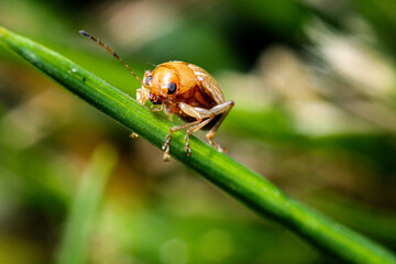state potato beetle