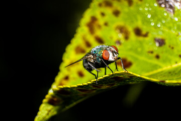 fly on leaf