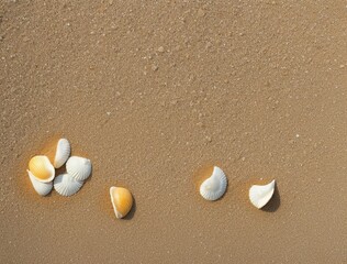 shells on the beach