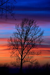 Tree with all sunset colors on the sky.