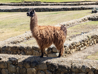 Llama salvaje en las ruinas de Ingapirca, Ecuador