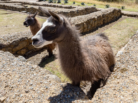 Llamas salvaje en las ruinas de Ingapirca, Ecuador