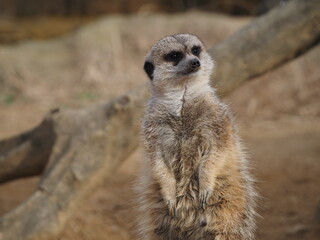 meerkat on guard