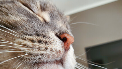 Close-up of a cat's face.The cat is sleeping.Pink nose.Beautiful cat,close up of a cat
