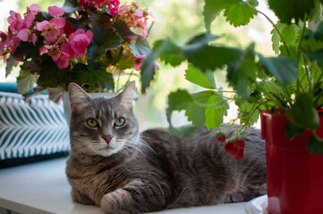 cat and flowers.The cat lies on the window next to the strawberry bush. There is a pink begonia in...