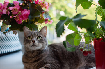 The cat lies on the window next to the strawberry bush. There is a pink begonia in the background....
