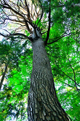 道志山塊の赤鞍ヶ岳　赤鞍ヶ岳・大栗コースのアカマツ
