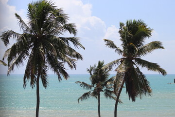 Coqueiros na praia. 