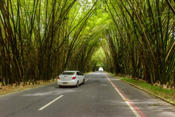 Bamboo grove from Salvador Airport, Bahia, Brazil on December 10, 2022.