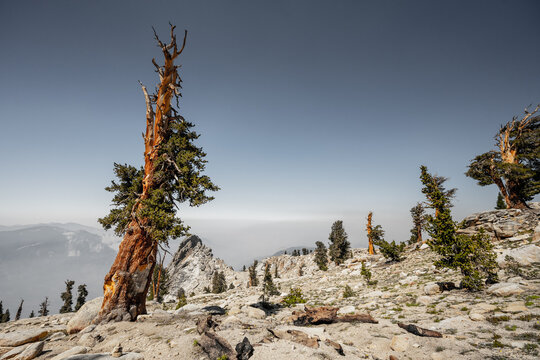 Foxtail Pine Trees Across the Rocky Slopes of the Sierra Mountains