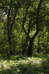 Fototapeta premium Trees in the forest, Parque Urbano do Rio Ul, São João da Madeira 