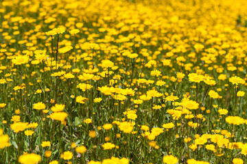 Fototapeta premium Field of yellow flowers, Parque Urbano do Rio Ul, São João da Madeira, Portugal
