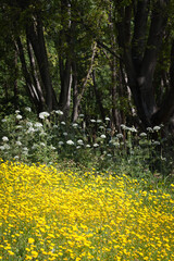 Obraz premium Yellow flowers in the park. Parque Urbano do Rio Ul, São João da Madeira, Portugal 