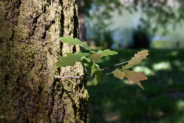 Tree trunk with leaves, Parque Urbano do Rio Ul, São João da Madeira, Portugal