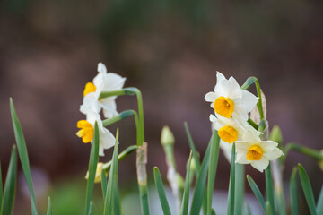 水仙（スイセン）