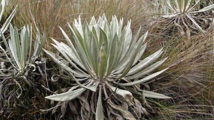 frailejon in the paramo