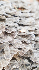 fungi on tree