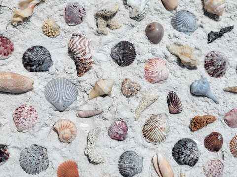 shells on the beach background