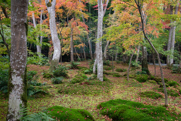Autumn leaves at Gioji temple, Kyoto, Japan