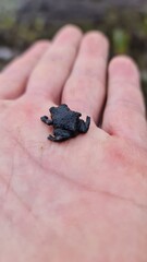 frog in hand