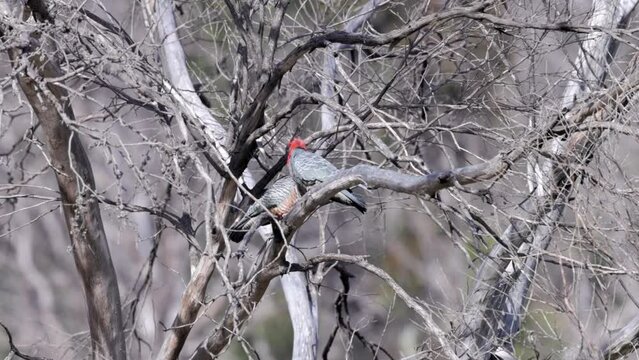 a male gang-gang cockatoo's courtship display for a female in a dead tree at kosciusko national park in the snowy mountains of nsw, australia