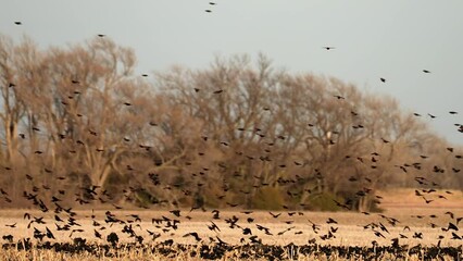 red winged black bird flies upstream against the current and against the flow and flight of hundreds of other red winged black birds flying the other way and landing in a stubble field