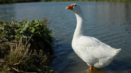 Geese on pond. Poultry in countryside. White feathers. Animal on lake.