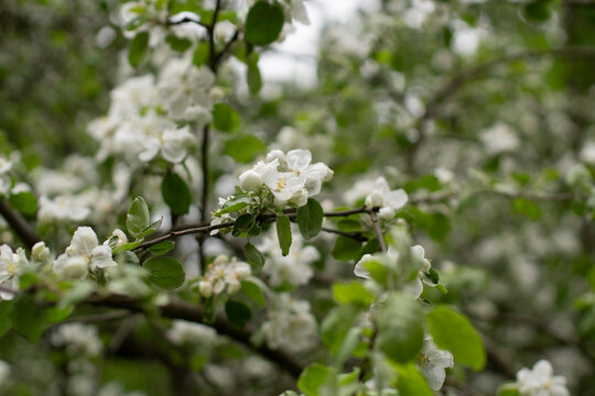 Apple blossoms. White flowers on tree. Spring flowering in nature. Tree in park.
