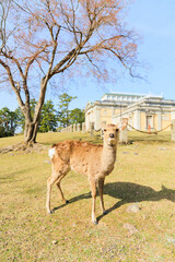 奈良公園の鹿【日本:奈良】