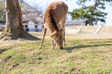Naklejka na ściany i meble 奈良公園の鹿【日本:奈良】