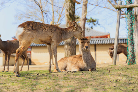 奈良公園の鹿【日本:奈良】