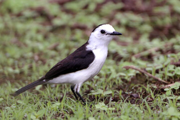 Black-backed Water-Tyrant (Fluvicola albiventer), isolated, perched on grass. endemic bird of south america