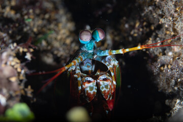 Close up view of a mantis shrimp