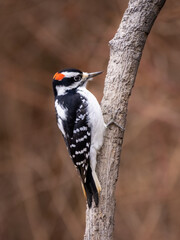Male hairy woodpecker perched on a tree trunk