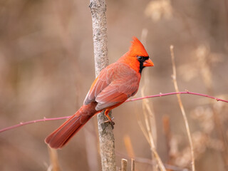 Male Northern Cardinal View from the back