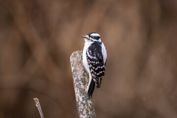 female Downy Woodpecker perched on a tree trunk