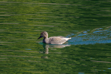 ヨシガモのオス