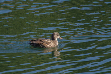 ヨシガモのメス