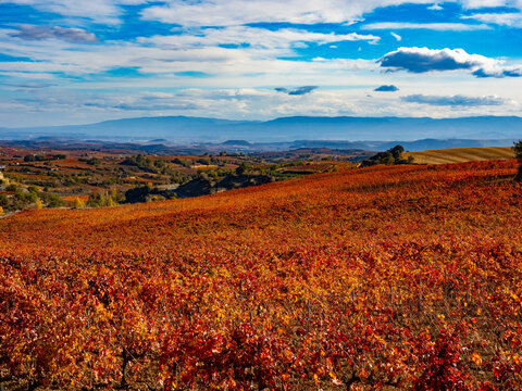 Los vi&ntilde;edos de la Rioja Alavesa en oto&ntilde;o, Pa&iacute;s Vasco