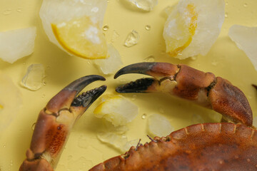  Crab boiled close-up and lemons in ice on a yellow background.Seafood species.Dietary protein source.Cooking crabs and seafood.