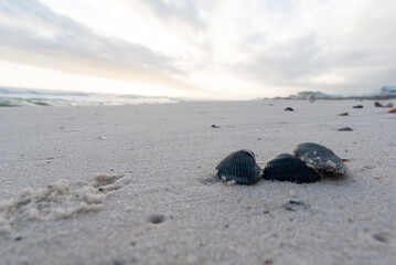Shells on beach