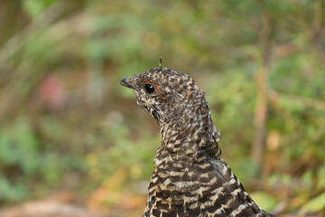 ptarmigan bird