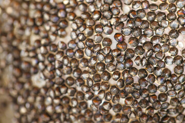 grainy texture.Beautiful background in bronze tones.Wallpaper metallic in dusty beige...