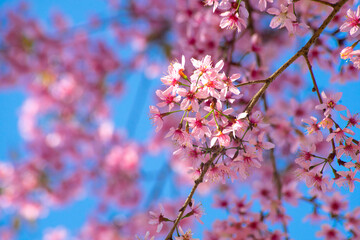 Soft focus of Beautiful cherry blossom with fading into pastel pink sakura flower
