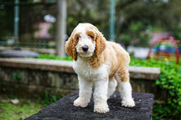 giant poodle puppy brown