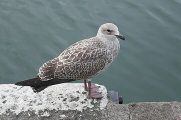 Seagull perched on concrete step by ocean side and looking