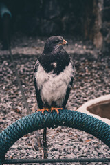 ANIMALES HERMOSOS DE ECUADOR 