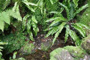 Ferns and liverworts plants in wet environment